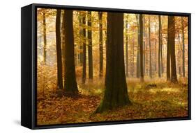 Sunny Beech Forest in Autumn, Harz, Near Allrode, Saxony-Anhalt, Germany-Andreas Vitting-Framed Stretched Canvas