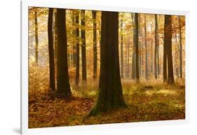 Sunny Beech Forest in Autumn, Harz, Near Allrode, Saxony-Anhalt, Germany-Andreas Vitting-Framed Photographic Print