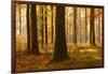 Sunny Beech Forest in Autumn, Harz, Near Allrode, Saxony-Anhalt, Germany-Andreas Vitting-Framed Photographic Print