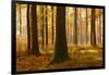 Sunny Beech Forest in Autumn, Harz, Near Allrode, Saxony-Anhalt, Germany-Andreas Vitting-Framed Photographic Print