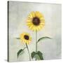 Sunny Blooms I-Julia Purinton-Stretched Canvas