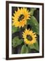 Sunny Blooms on Black-Albena Hristova-Framed Art Print