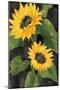 Sunny Blooms on Black-Albena Hristova-Mounted Art Print