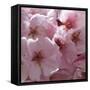 Sunny Blossoms I-Rita Crane-Framed Stretched Canvas