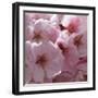 Sunny Blossoms I-Rita Crane-Framed Photographic Print