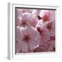 Sunny Blossoms I-Rita Crane-Framed Photographic Print