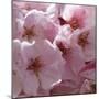 Sunny Blossoms I-Rita Crane-Mounted Photographic Print