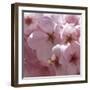 Sunny Blossoms II-Rita Crane-Framed Art Print