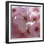 Sunny Blossoms II-Rita Crane-Framed Art Print