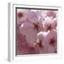 Sunny Blossoms II-Rita Crane-Framed Art Print