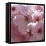 Sunny Blossoms II-Rita Crane-Framed Stretched Canvas