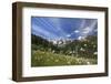 Sunny Day on Cotton Grass Surrounded by Green Meadows, Orobie Alps, Arigna Valley-Roberto Moiola-Framed Photographic Print