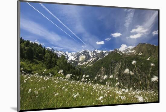 Sunny Day on Cotton Grass Surrounded by Green Meadows, Orobie Alps, Arigna Valley-Roberto Moiola-Mounted Photographic Print