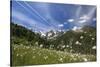 Sunny Day on Cotton Grass Surrounded by Green Meadows, Orobie Alps, Arigna Valley-Roberto Moiola-Stretched Canvas