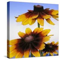 Sunny Day-Herb Dickinson-Stretched Canvas