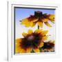 Sunny Day-Herb Dickinson-Framed Photographic Print