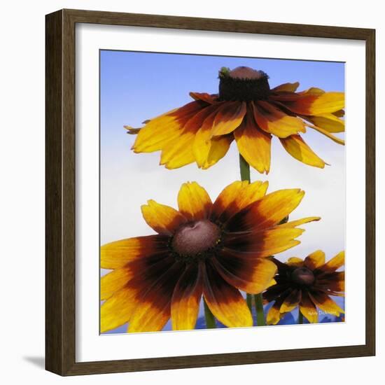 Sunny Day-Herb Dickinson-Framed Photographic Print