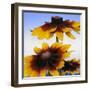 Sunny Day-Herb Dickinson-Framed Photographic Print