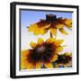 Sunny Day-Herb Dickinson-Framed Photographic Print