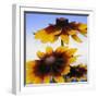 Sunny Day-Herb Dickinson-Framed Photographic Print