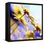 Sunny Days-Incredi-Framed Stretched Canvas