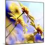 Sunny Days-Incredi-Mounted Photographic Print
