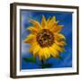 Sunny Days-Ursula Abresch-Framed Photographic Print