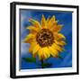 Sunny Days-Ursula Abresch-Framed Photographic Print