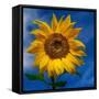 Sunny Days-Ursula Abresch-Framed Stretched Canvas