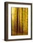 Sunny Deciduous Forest in Full Autumn Colours, Abstract Study [M-Andreas Vitting-Framed Photographic Print