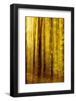 Sunny Deciduous Forest in Full Autumn Colours, Abstract Study [M-Andreas Vitting-Framed Photographic Print