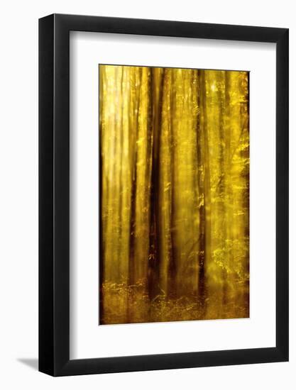 Sunny Deciduous Forest in Full Autumn Colours, Abstract Study [M-Andreas Vitting-Framed Photographic Print