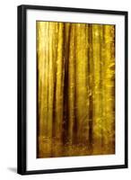 Sunny Deciduous Forest in Full Autumn Colours, Abstract Study [M-Andreas Vitting-Framed Photographic Print