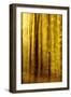 Sunny Deciduous Forest in Full Autumn Colours, Abstract Study [M-Andreas Vitting-Framed Photographic Print