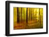 Sunny Deciduous Forest in Full Autumn Colours, Abstract Study [M-Andreas Vitting-Framed Photographic Print