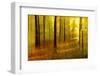 Sunny Deciduous Forest in Full Autumn Colours, Abstract Study [M-Andreas Vitting-Framed Photographic Print