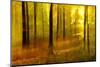 Sunny Deciduous Forest in Full Autumn Colours, Abstract Study [M-Andreas Vitting-Mounted Photographic Print