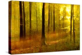 Sunny Deciduous Forest in Full Autumn Colours, Abstract Study [M-Andreas Vitting-Stretched Canvas