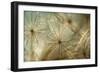 Sunny feeling-Heidi Westum-Framed Photographic Print