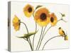 Sunny Flowers on White-Shirley Novak-Stretched Canvas