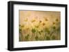 Sunny Flowers-Nel Talen-Framed Photographic Print