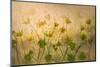 Sunny Flowers-Nel Talen-Mounted Photographic Print