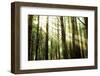 Sunny Forest-Andrushko Galyna-Framed Photographic Print