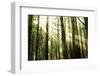 Sunny Forest-Andrushko Galyna-Framed Photographic Print