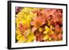 Sunny Lily I-Maureen Love-Framed Photographic Print