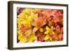 Sunny Lily I-Maureen Love-Framed Photographic Print