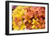 Sunny Lily I-Maureen Love-Framed Photographic Print