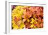 Sunny Lily I-Maureen Love-Framed Photographic Print