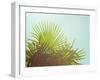 Sunny Palms I-Sonja Quintero-Framed Photographic Print