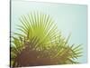 Sunny Palms I-Sonja Quintero-Stretched Canvas